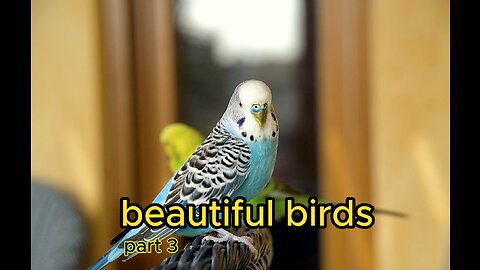 beautiful birds 4k