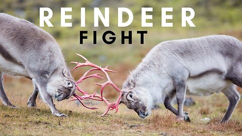 Reindeer | Caribou | Animals | Wildlife | No Copyright Video | Stock Footage
