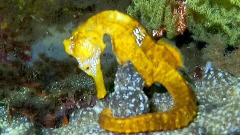 Scuba diver discovers giant seahorse in Galapagos Islands