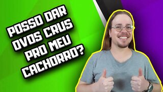 Pode Dar Ovo Cru para Cachorro? Aprenda Sobre Alimentação Natural dos Cães [com médico veterinário]