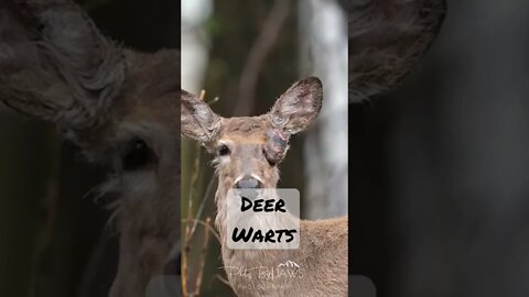 You had me at “Not transferable to humans” #shorts #shortsvideo #whitetaildeer #hunting #short