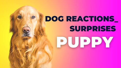 Dog Reactions_ Surprises !
