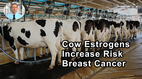 Pregnant Cow Estrogens Get Into Cows Milk And Increase Risk For Breast Cancer - Neal Barnard, MD