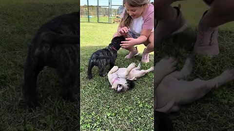 Little girls and puppies ! Ch Rose litter outside with company. LonelyCreek.