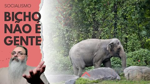 Tribunal decide que ELEFANTE não é GENTE, mas LUTO por ANIMAIS pode ser BOA IDÉIA