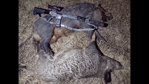 Feral Hog eradication