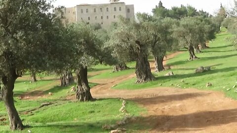 Ahava Adventures - the olive trees between Jerusalem and Bethlehem. Maybe 2,000 years old. Come see.