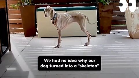 skeleton dog