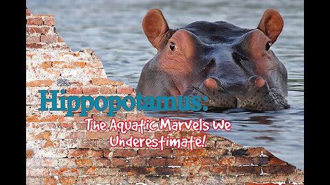 Hippopotamus: The Aquatic Marvels We Underestimate!