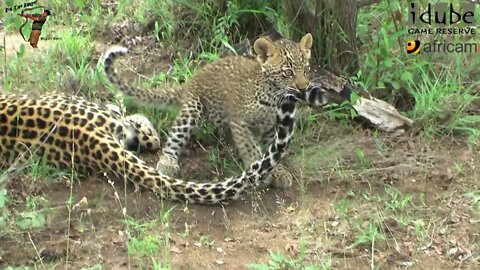 Leopard And Cub - Life Outside The Bushcamp - 5: Playing At Scotia Dam