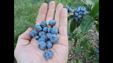 PATRIOT BLUEBERRY First harvest