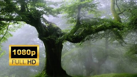 Forest | Nature | Waterfalls | Free HD Videos - No Copyright footage - Royalty Free Footage