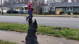 Training Aggression Control - One Step At a Time. Pitbull and Belgian Malinois