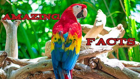 Amazing facts about Parrots