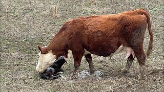 Tractor problems, fence problems, & new calves everywhere!!!