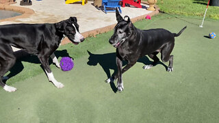 Funny Great Danes Argue If Toy Should Be On The Golf Green Or In The Pool