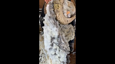 Fell Down Shearing a Big Rambouillet Ram 🐏