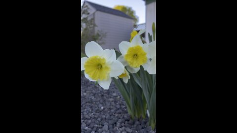 Sunbursting Daffodils