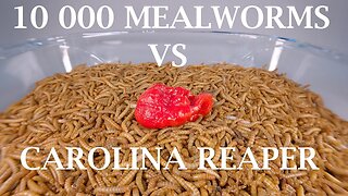 10 000 MEALWORMS VS CAROLINA REAPER