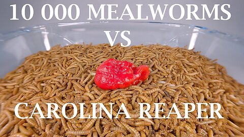 10 000 MEALWORMS VS CAROLINA REAPER