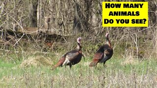 Can you spot the hidden animals? Truck cam wildlife video-Southern Illinois farm