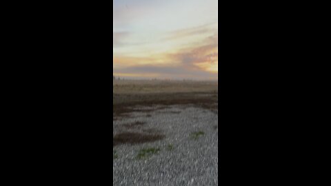 Snow geese getting out ahead of the storm!