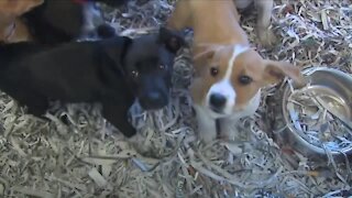 Local animal rescues see rise in dog surrenders, specifically from puppy mills unable to sell