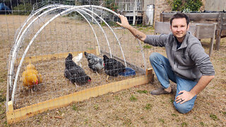 Build a Chicken Tractor Hoop Coop In Your Backyard!