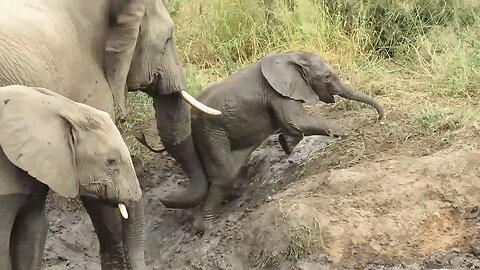 Baby elephant needs mother's help getting out of river