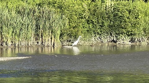 White Egret and flying kingfisher