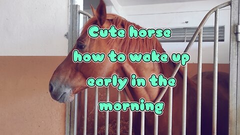Cute horse how to wake up early in the morning?