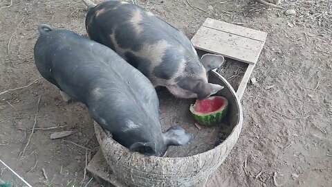 Piggies love their watermelon.