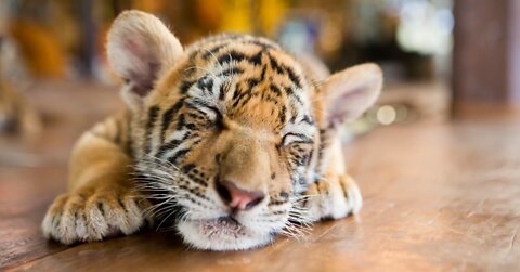 Tiger Babies 🐅 🐯 w Cute New Born Babies