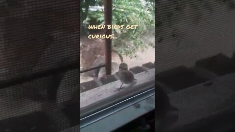 When Birds Get Curious...