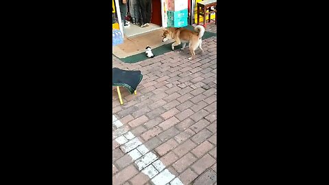 mother cat rescue her baby from dog 😯