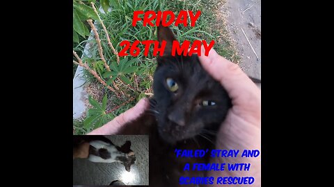 A lovely young black cat whose not doing well as a stray and a female with scabies rescued