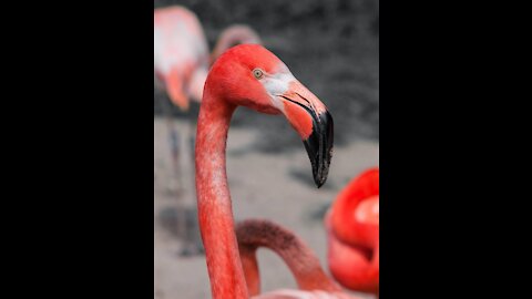 Flamingo birds walking on the lake