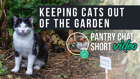 Keeping Cats OUT of the Garden | Pantry Chat Podcast Short