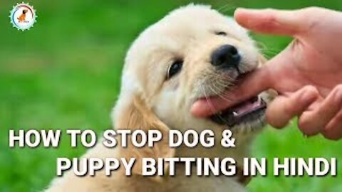 How to Train your Puppy to Stop Biting! - Brain Dog Training Stop Your dog Bad Behaviour!