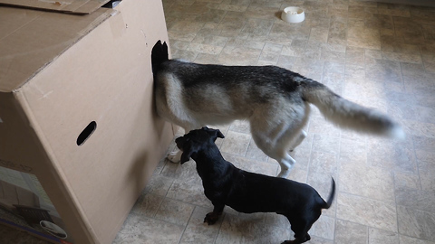 Owner Surprises His Two Dogs By Hiding In A Giant Box