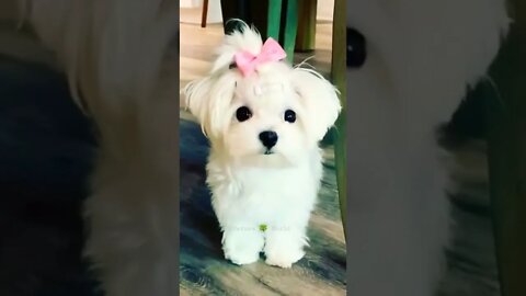 Kitna Pyara Hai Ye Pilla😍Cute Puppy👈