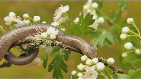 Biology Systems: A Short Overview #biology #science