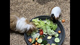 Guinea pigs