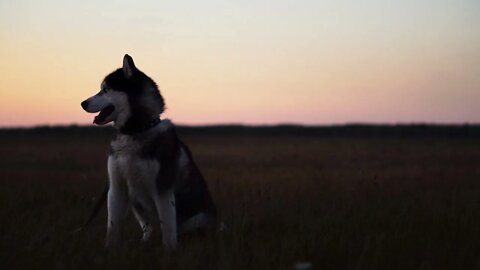 Siberian husky with blue eyes and gray white hair sits on the grass and looks into the distance at s