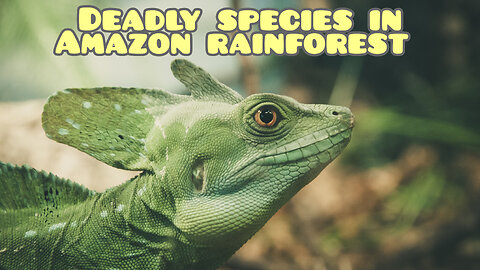 Deadly species of Amazon rainforest!