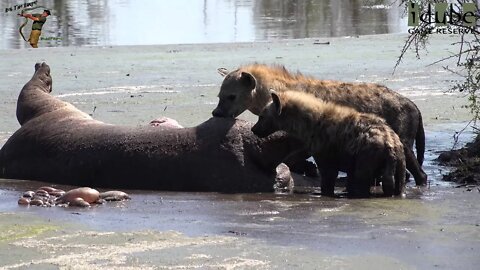 Hyenas Feed On A Hippo As Leopard Watches From A Tree!