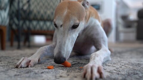 Bunny Eating Things Politely