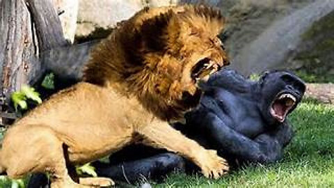 DO NOT Pick a Fight With These Animals - Bad Choices Were Made!! - Animal Fights Gone Wrong!