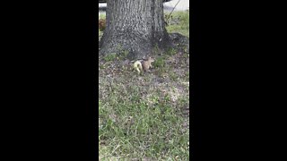 Blonde grey squirrel