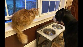 Funny Cat Enjoys Watching Great Danes Dine